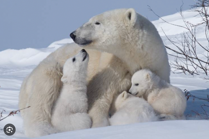 Polar Bear Mums and Cubs: From the Den to the Sea Ice