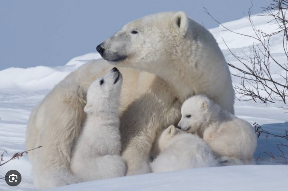 Why is February 27 International Polar Bear Day?